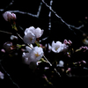 満開前夜