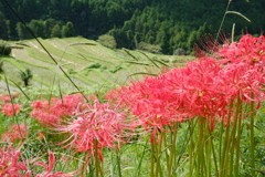 彼岸花