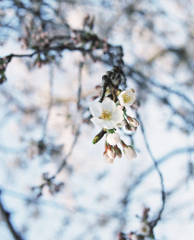 十八回目の桜