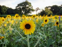 夏の公園で