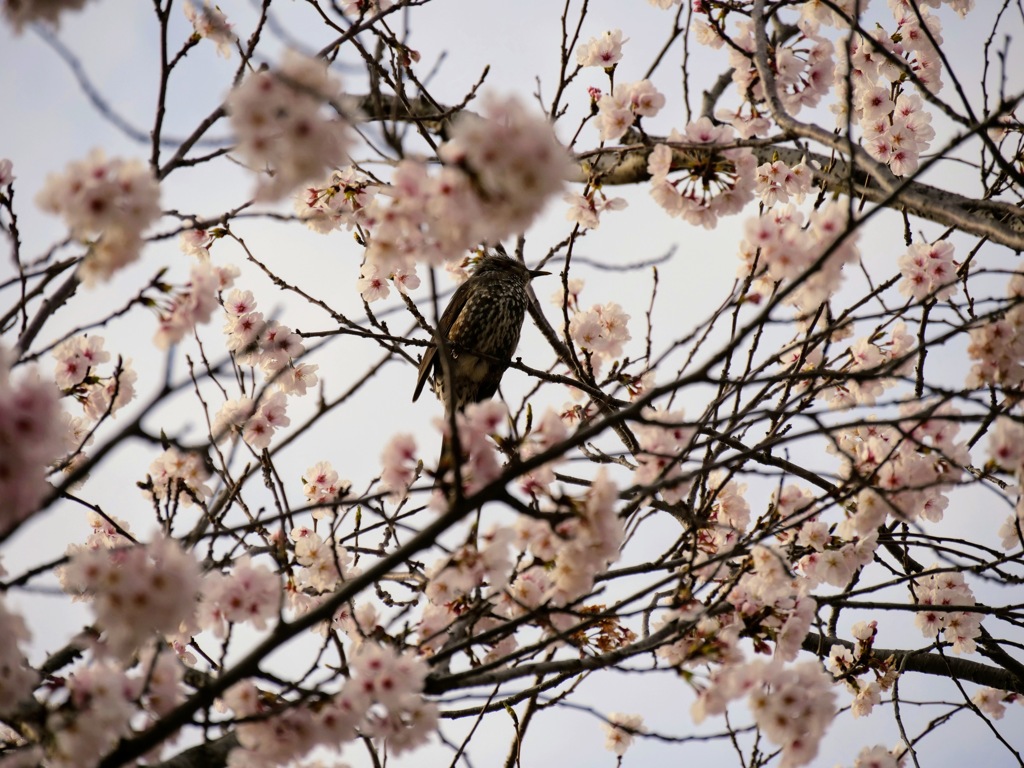 ヒヨドリと桜