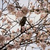 ヒヨドリと桜