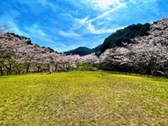 天理ダム風致公園の桜