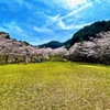 天理ダム風致公園の桜