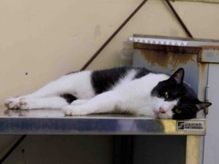 昼寝猫