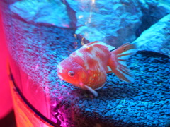 金魚