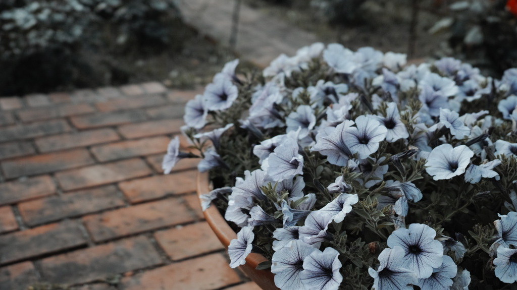 SIGMA dp2 quattro