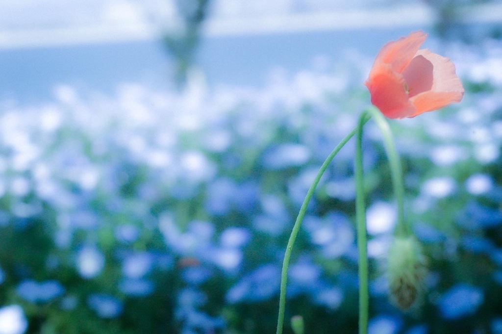 #舞洲シーサイドパーク　#ネモフィラ　#R-D1