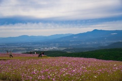 コスモスの風景