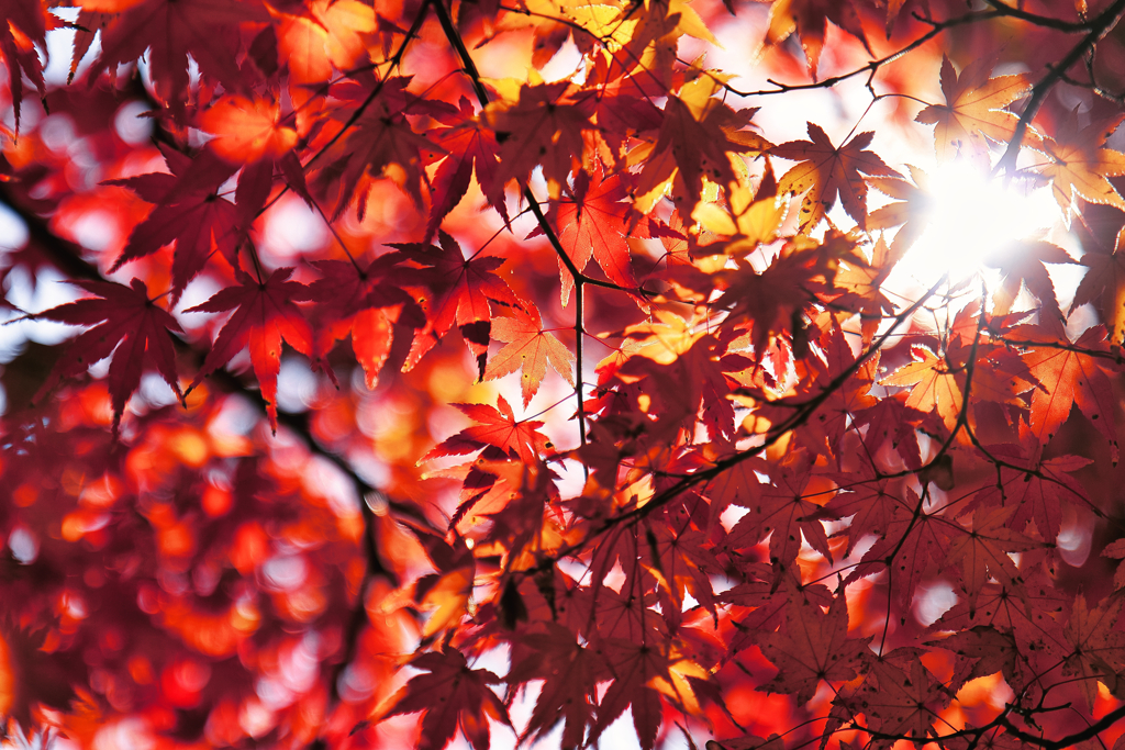 紅葉からの木漏れ日