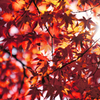 紅葉からの木漏れ日
