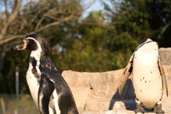 夕陽を浴びるペンギン