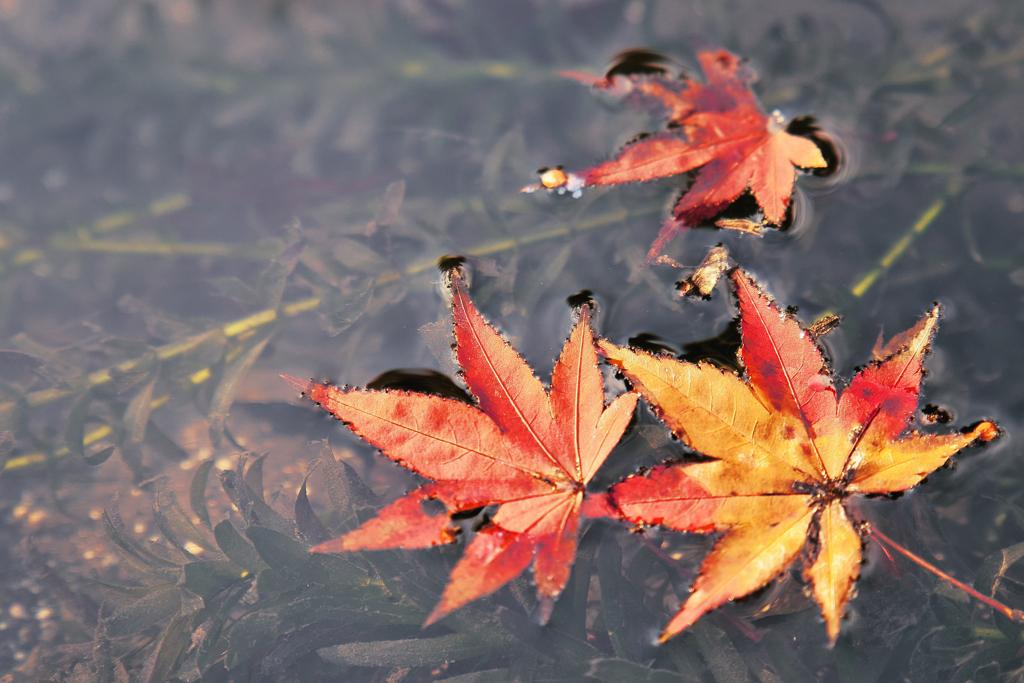 水面の紅葉