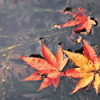 水面の紅葉