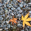 紅葉と砂利