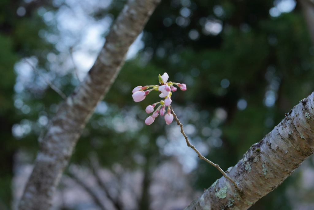 春ですね