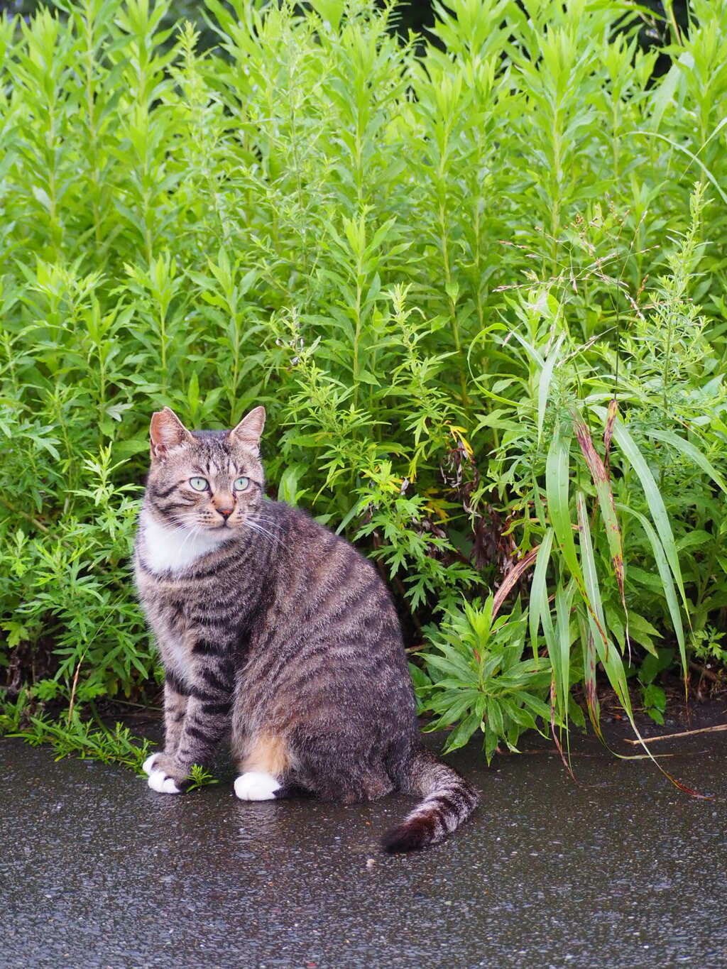 雨上がり