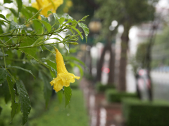 雨の中、撮りまくろうと決意の瞬間。