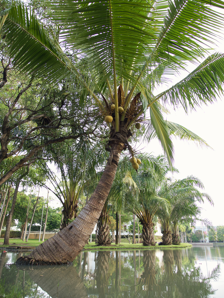 東南アジアらしい木。
