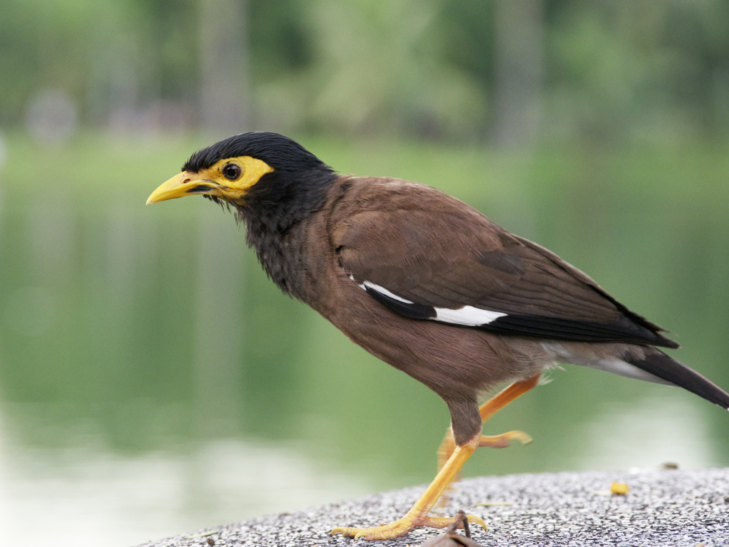 逃げない鳥にこちらがビックリ。