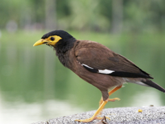 逃げない鳥にこちらがビックリ。