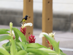 野鳥への道。。。