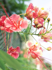 公園に咲く花。