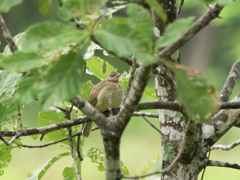 野鳥撮影、ミミスジヒヨドリ。