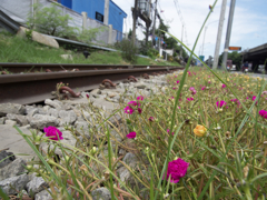 線路の脇に咲く可愛い花達。