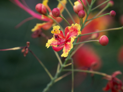 初めての接写。