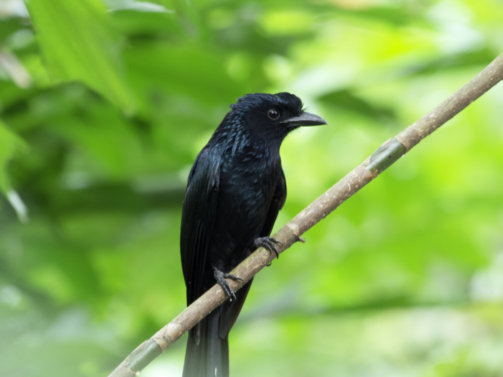 カザリオウチュウ4