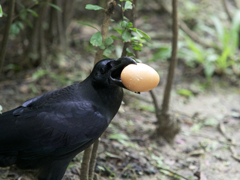 卵をGET!!カラスの行方。2