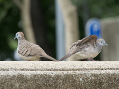 野鳥撮影、チョウショウバト。