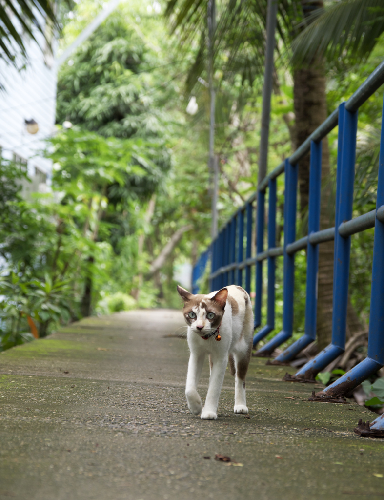 タイでは珍しい首輪をつけた猫さん。