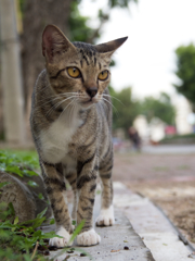 成長途中の好みの顔の猫。