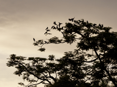 カラスの歌が聴こえてきそうでした。