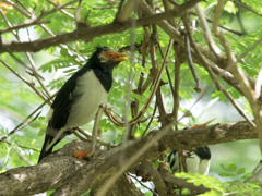 野鳥、ホウジロムクドリ。