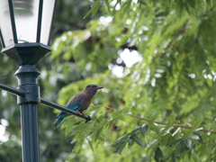 タイの迷鳥、インドブッポウソウ。