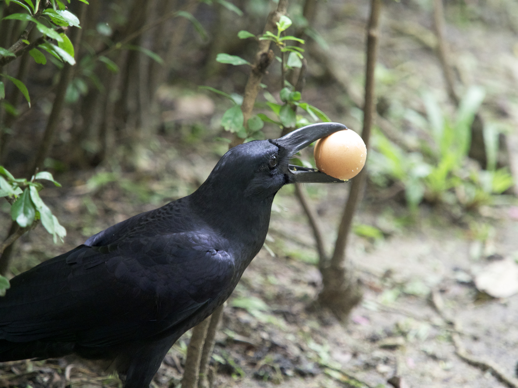 卵をGET!!カラスの行方。1