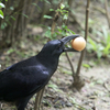 卵をGET!!カラスの行方。1
