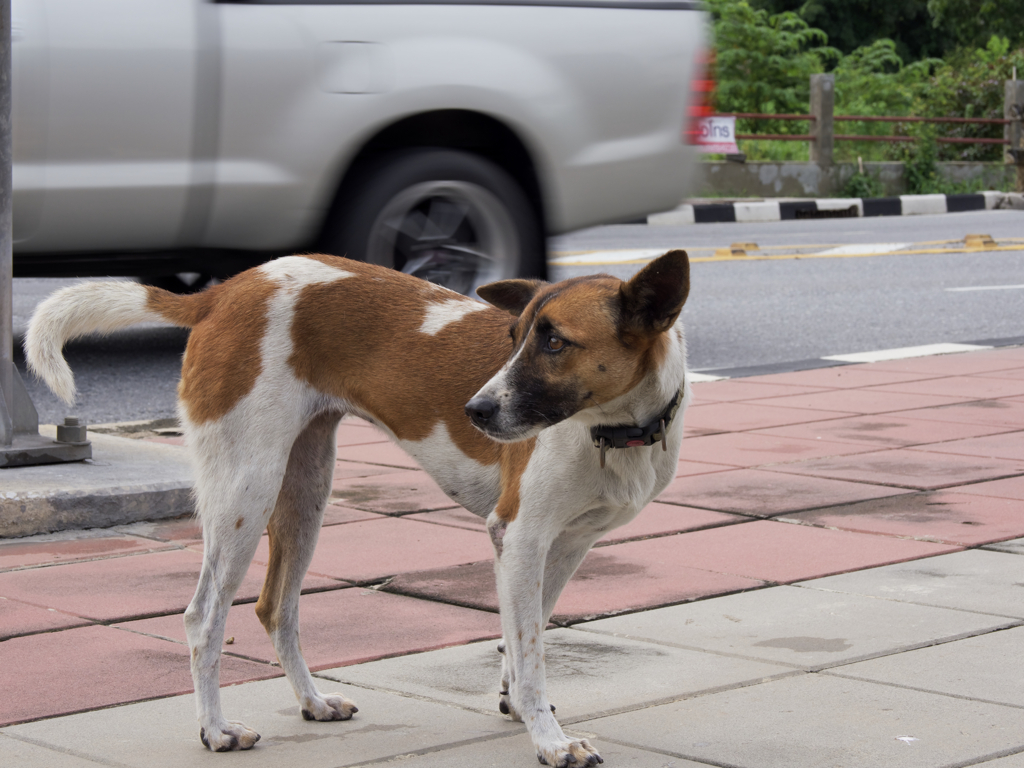 野良犬だと思います。
