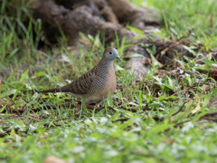 新調レンズ、チョウショウバト。