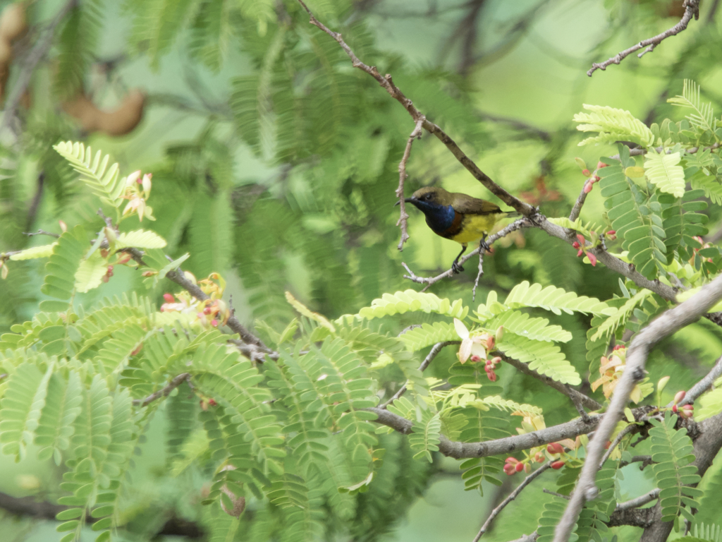 野鳥撮影、キバラタイヨウチョウ♂。