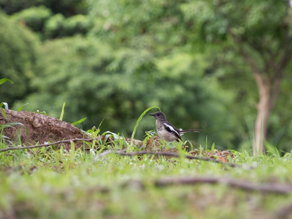 望遠レンズが欲しくなる瞬間。。。