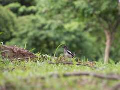 望遠レンズが欲しくなる瞬間。。。