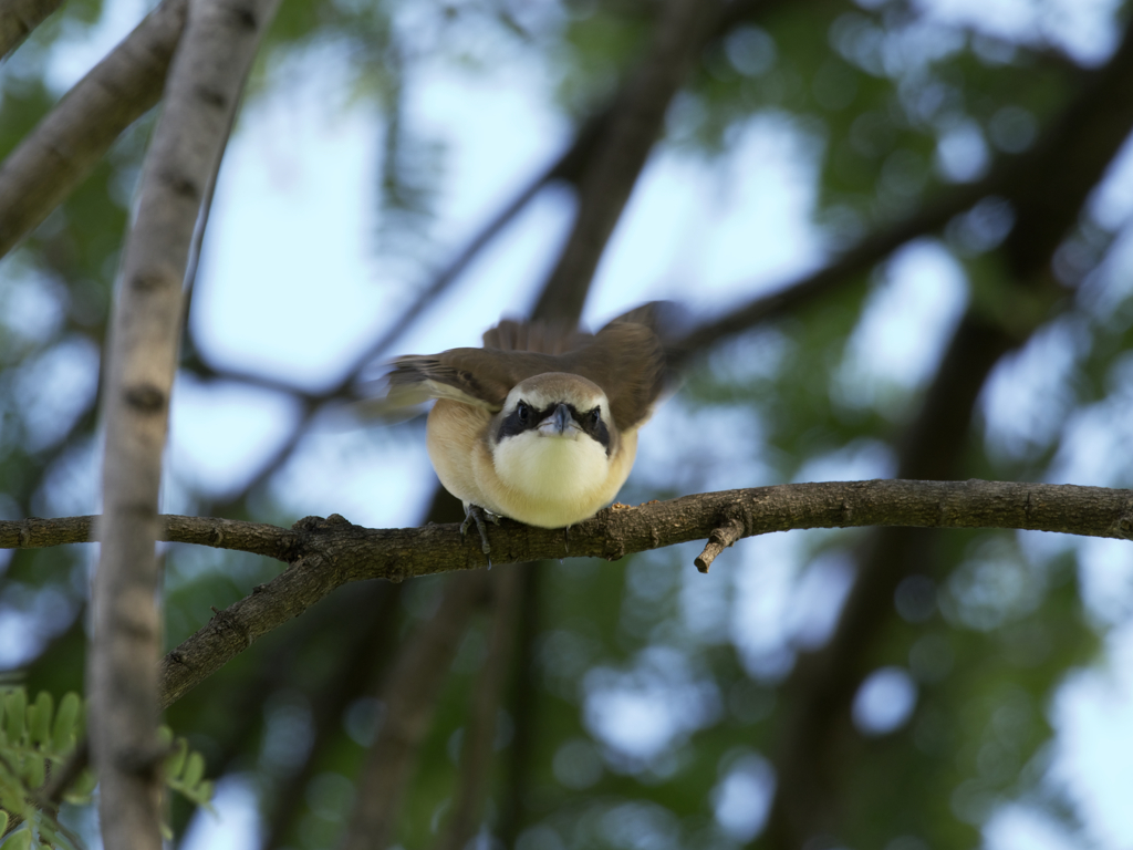 赤百舌鳥さん発射準備。