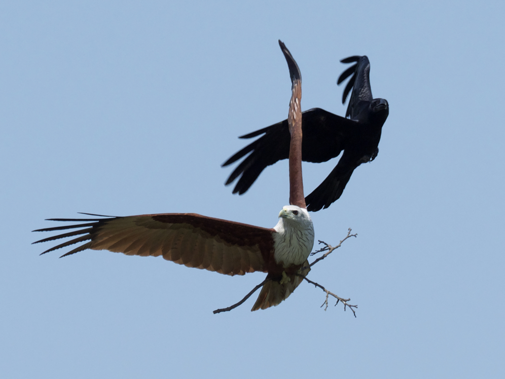 シロガシラトビ1