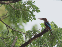 タイの迷鳥、アオショウビン。
