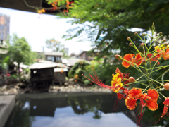 この紅さが好きです。