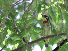 野鳥撮影、ムネアカゴシキドリ。